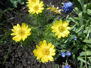 garden, yellow, flowers, nature, plant