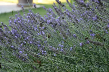 Foto auf Acrylglas Bienen und Hummeln auf Lavendelstängeln in der Drôme Provençale © Positif Bonheur