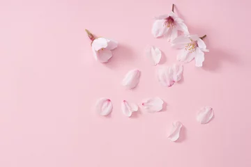 Foto auf Acrylglas Kirschblütenblätter © sakura
