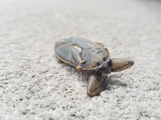 weird insect creature