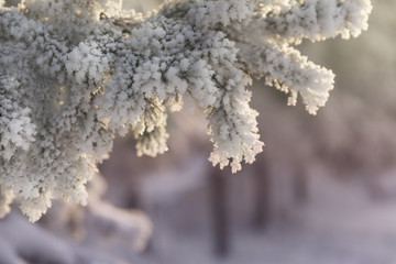 Snow-cowered fir branches. Winter blur background. Frost tree