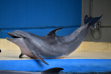 delfin © alberto