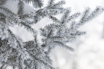 Snow-cowered fir branches. Winter blur background. Frost tree