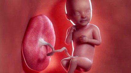 Medically accurate 3d animation of a fetus - week 33
