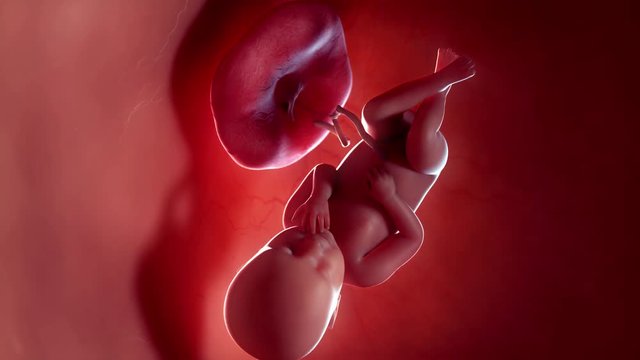 Medically accurate 3d animation of a fetus - week 38