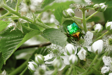 green bug cetonia aurata on the blackberry flower