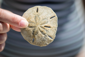 Sand Dollar