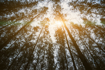 Pine woods and sun ray. Nature and Forest concept. Travel and Vacation theme. Trekking and...