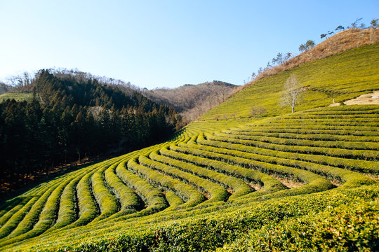 Boseong Green Tea Field In Korea