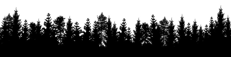 Seamless forest vector landscape with coniferous trees in black and white. © Jan