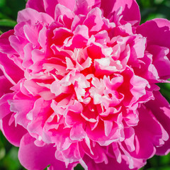 Fototapeta premium Blooming pink peony flower closeup