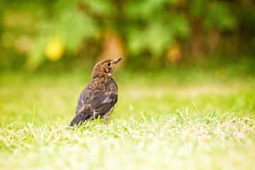 female thrush on a blurred background