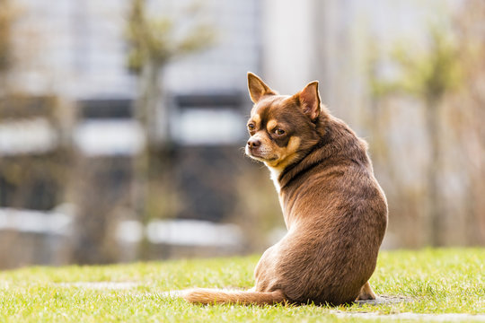 chihuahua sitting in the grass