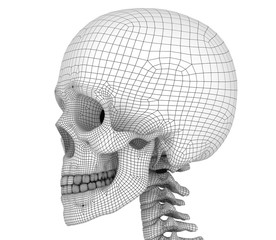 Human skull skeleton, isolated. Medically accurate 3d illustration .