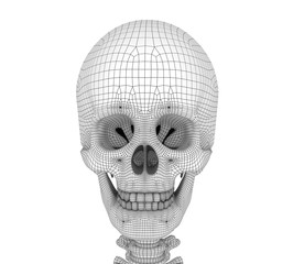 Human skull skeleton, isolated. Medically accurate 3d illustration .