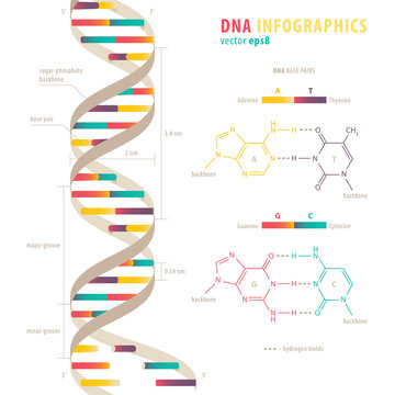 DNA infographics