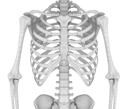 Human Skeleton, Breast Chest 3d Render