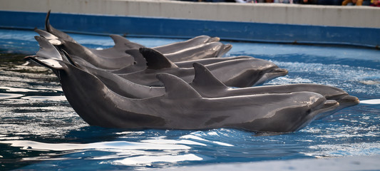 delfin