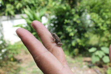 little frog on hand