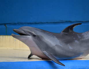 delfin