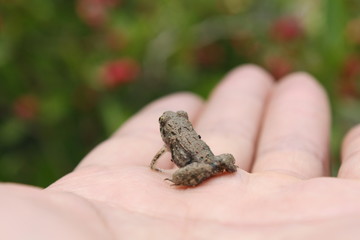 little frog on hand