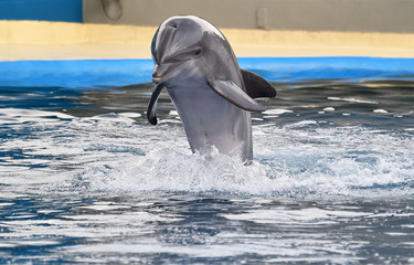 delfin © alberto