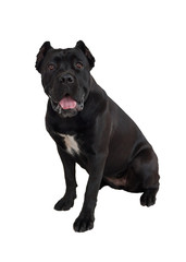 Naklejka premium Cane corso puppy isolated on a white background. Cane corso italiano or italian mastiff. Pet animals.