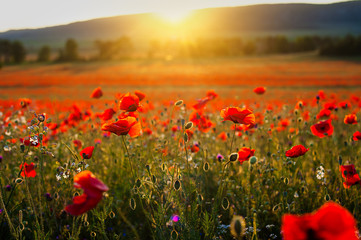 Fototapeta na wymiar Beautiful image poppy fields in Italy Summer sunset.