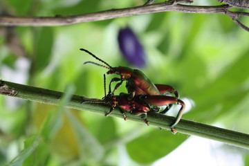 Beetle is mating