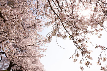 淀川河川公園背割堤地区の桜