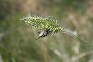 Beetle hanging from spikelet