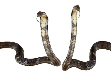 Naklejka premium King cobra