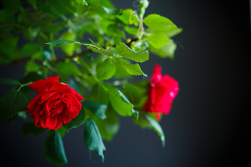 beautiful red blooming roses