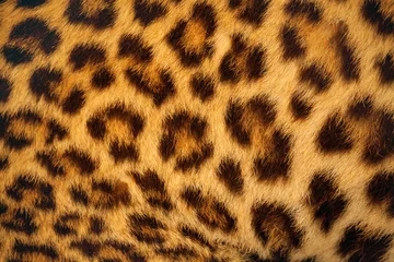 Fotobehang Tiger skin. © apple2499
