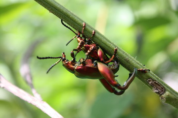 Beetle is mating