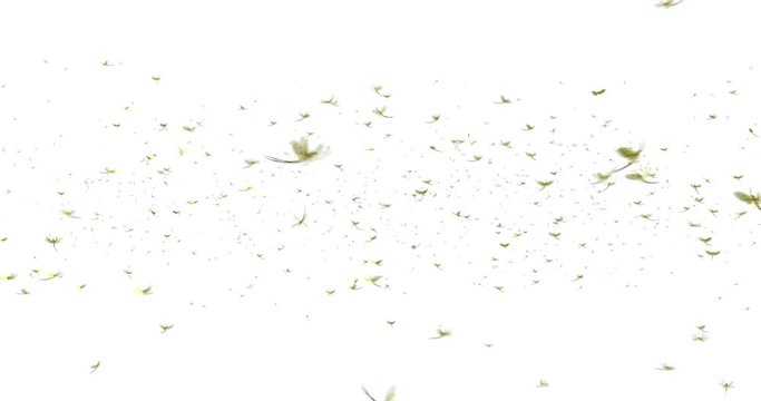 Mayflies Swarm with alpha channel