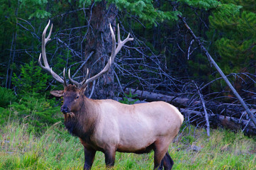 Royal Bull Elk, Cervus canadensis nelsoni