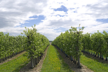 Fototapeta na wymiar Plants: Blooming apple orchard in Eastern Thuringia in April