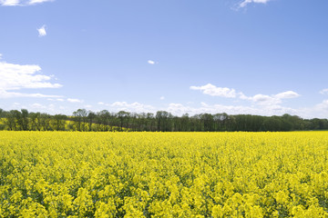 Obraz premium Tegwitz / Germany: View over a yellow blooming rapeseed field in rural Eastern Thuringia