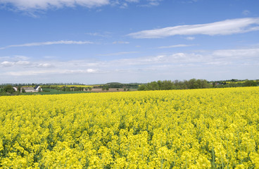 Tegwitz / Germany: View over the beautiful rural landscape with yellow blooming rapeseed fields