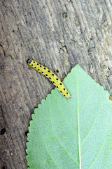 yellow black caterpillar on a sour cherry leaf on old wood background