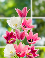 Obraz na płótnie Canvas image of flowers in garden closeup