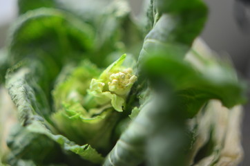  Green cabbage with flower