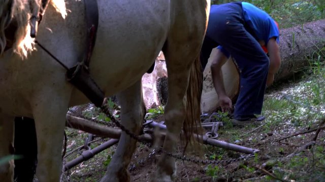 Lumberjack fasten chains for wood horses pulling - (4K)