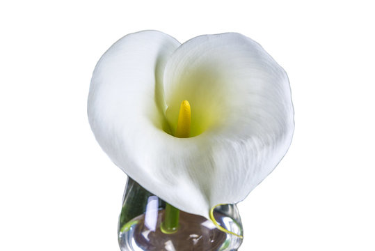 White Arum Lillies Close Up Isolated On White Background