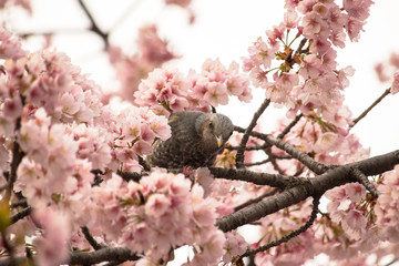 Cherry blossoms and Brown-eared Bulbul of Ueno Park