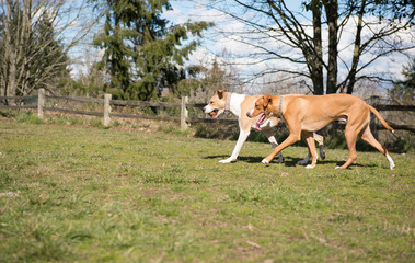 Naklejka na ściany i meble Two Young Dogs of Mixed Breed Playing with Ball in Park