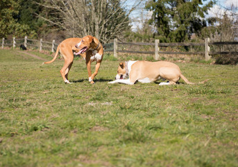 Two Young Dogs of Mixed Breed Enjoying sunny day in Park
