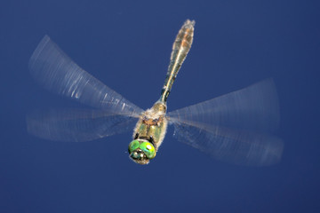 Dragonfly fly