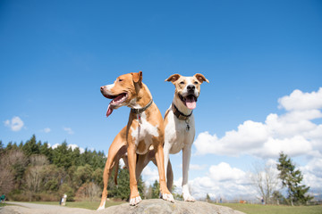 Two Young Dogs of Mixed Breed Enjoying sunny day in Park